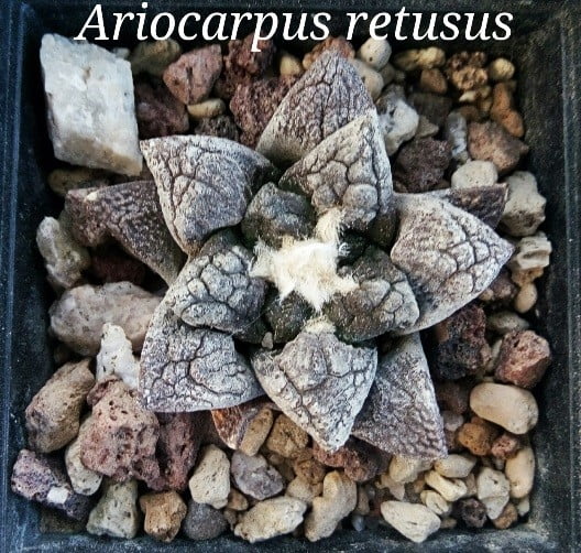 Ariocarpus